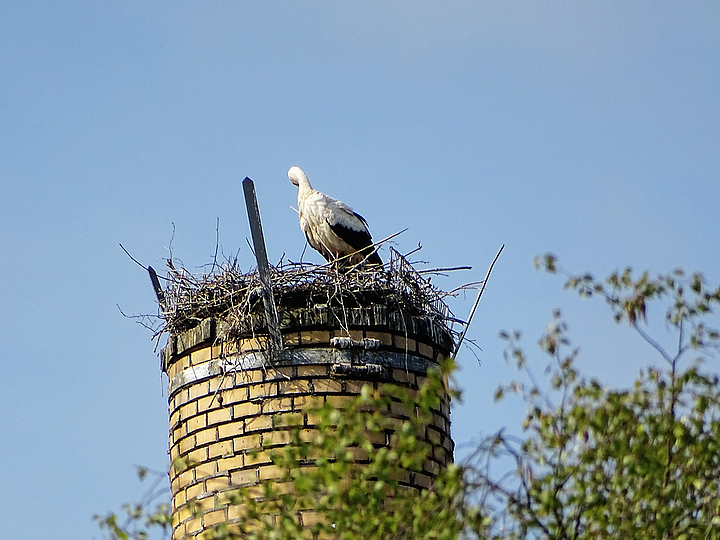 Vogelstimmenwanderung