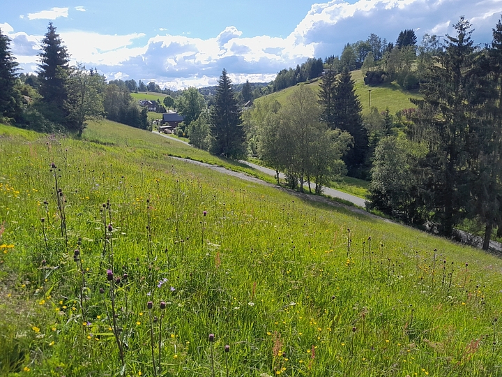 Erzgebirgswiese mit Blick auf den Ort Rübenau