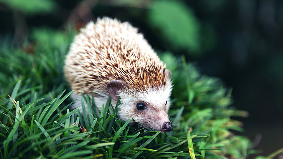 Europäischer Igel im natürlichen Gartenlebensraum mit grünem Gras.