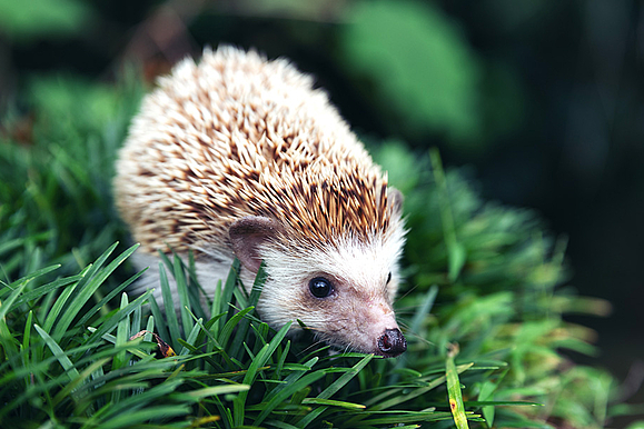 Europäischer Igel im natürlichen Gartenlebensraum mit grünem Gras.