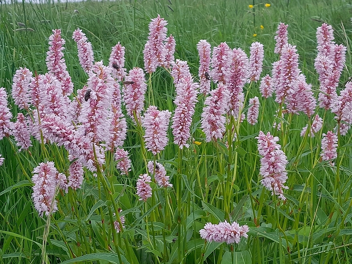 Ansammlung rosa blühender Blumen auf Erzgebirgswiese, Wiesenknöterich 