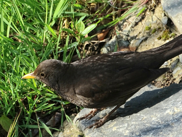 Vogelstimmenwanderung