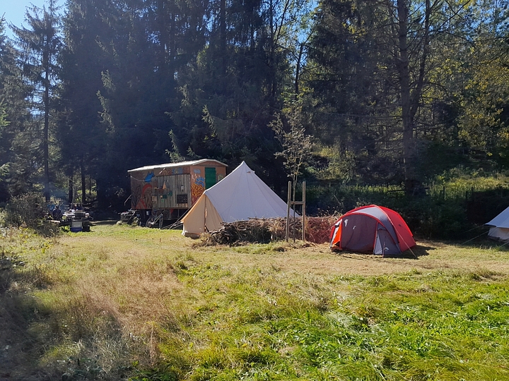 Mehrere Zelte auf einer Wiese vor Nadelbäumen