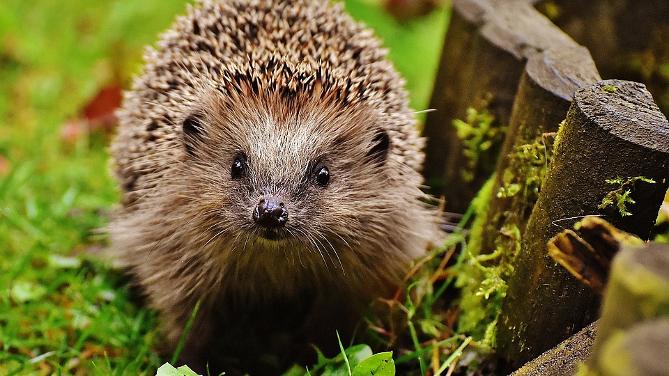 Igel im Gras