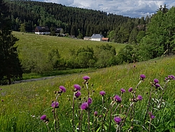 Blumenwiese im Erzgebirge