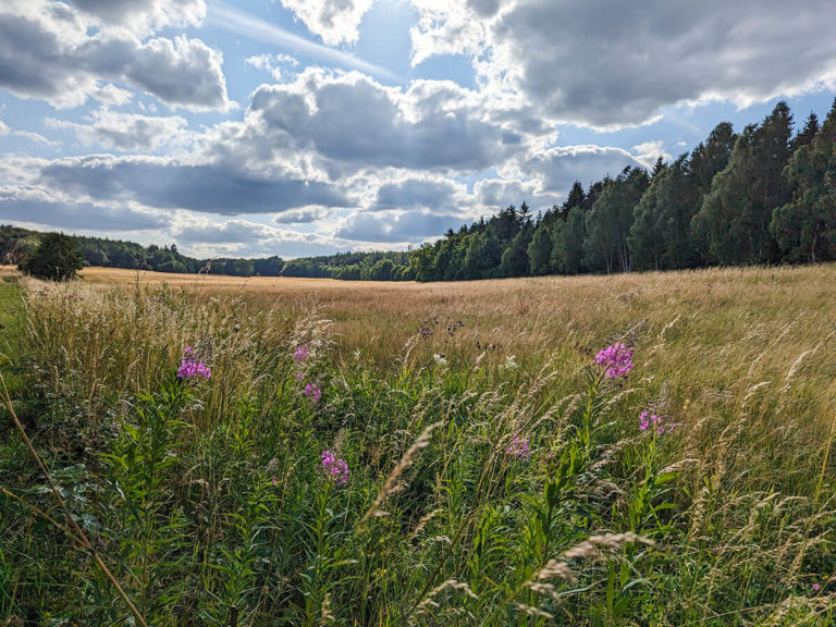 4x3_PXL_Bergwiese bei Stolberg.MP