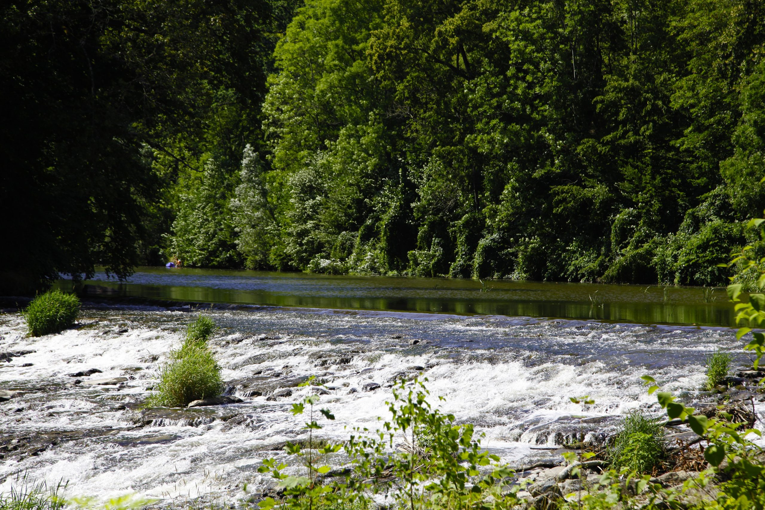 Das Leben im Fluss