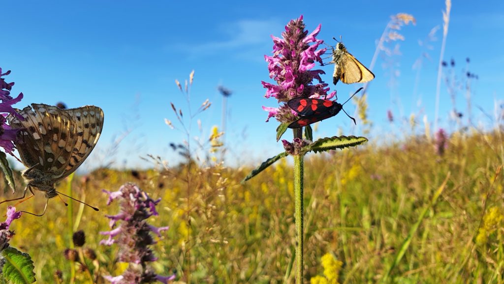 Noahs-Segel_Insekten-Vielfalt_190723 (1)_ji