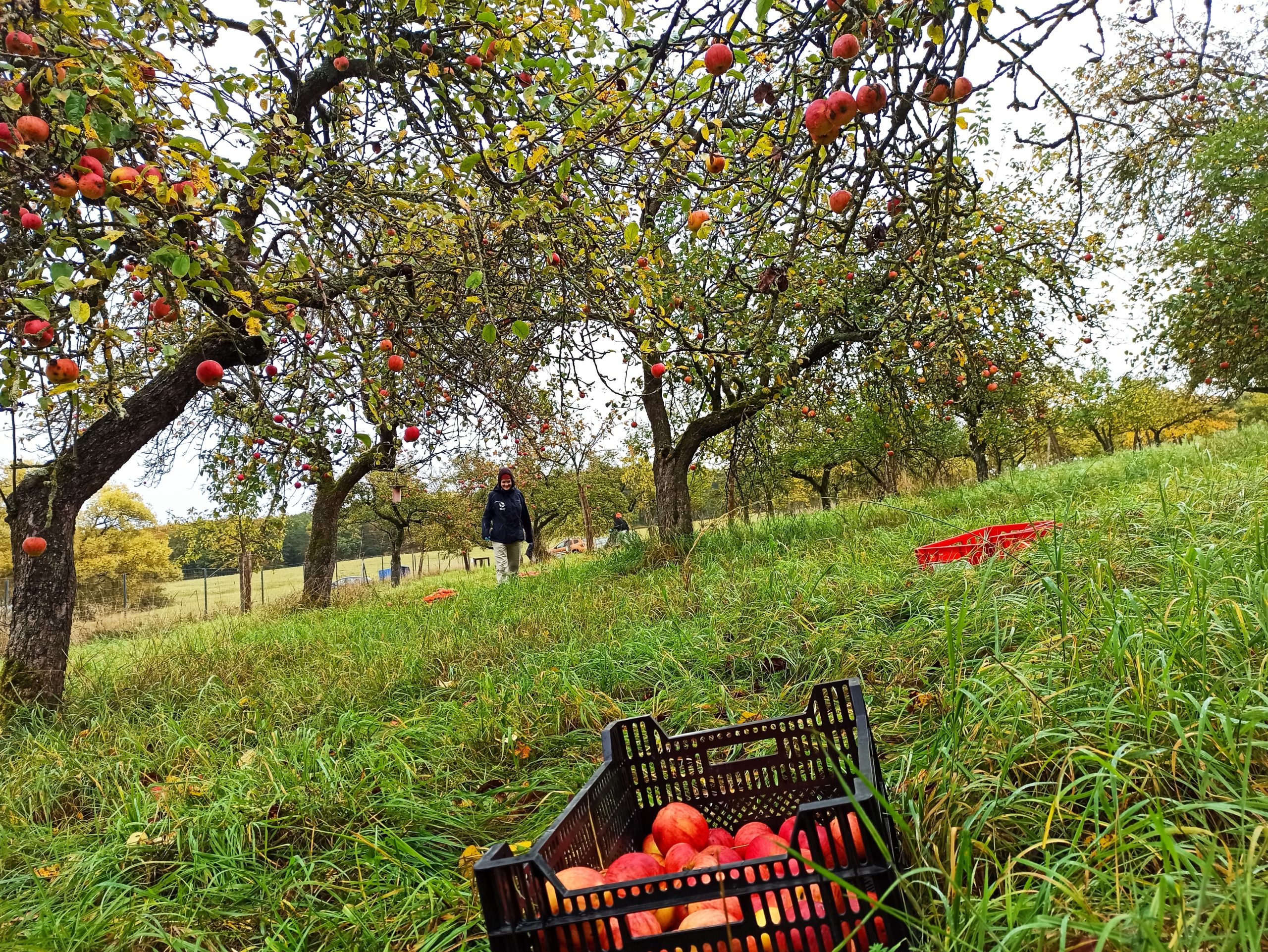 Der Apfel fällt nicht weit vom Stamm – Ernteeinsatz im Sortengarten