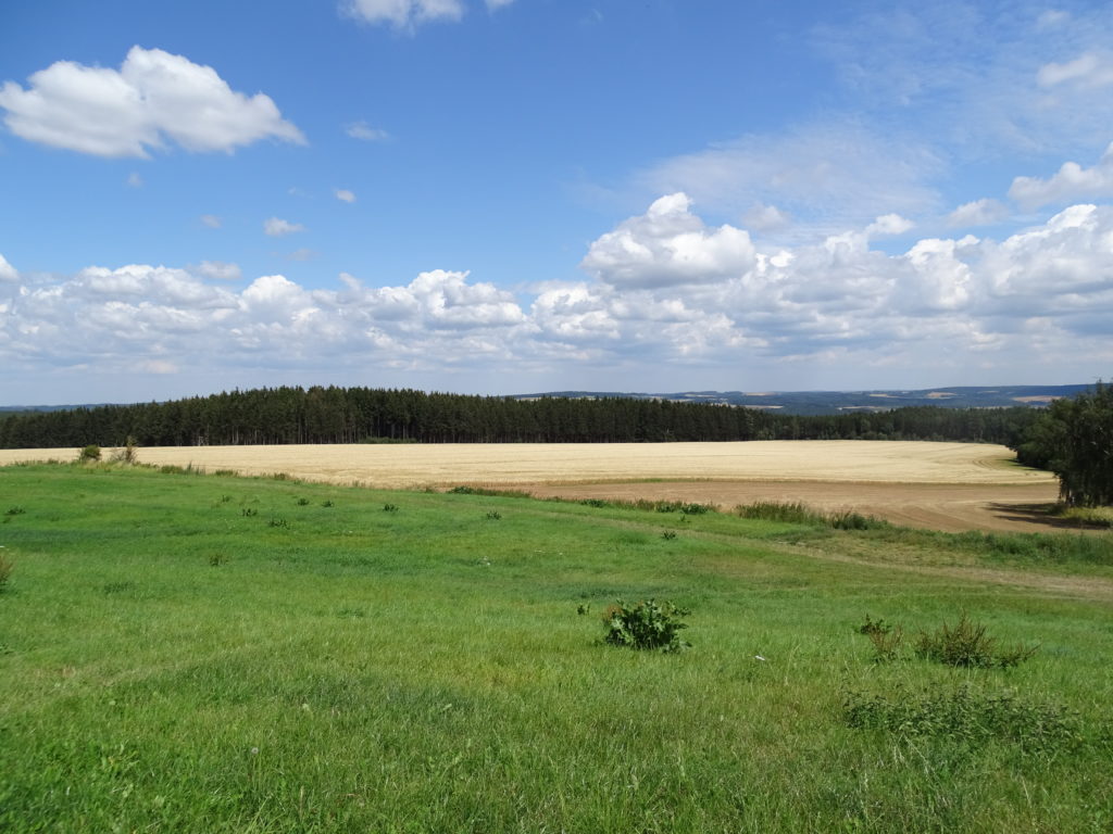 Naturblühhecke