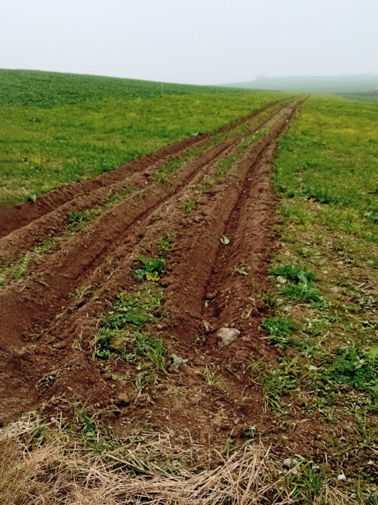 Vorbereitete Fläche, auf der die Vogelschutzhecke gepflanzt werden soll.