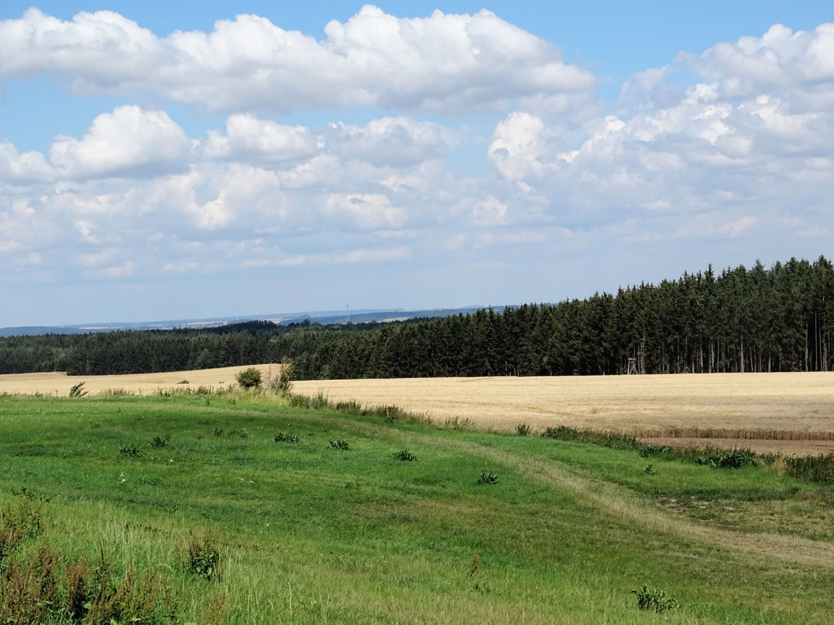 Pflanzenaktion Naturblühhecke!