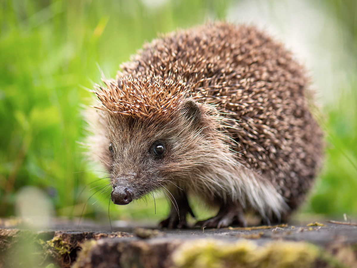 Fachvortrag Igel